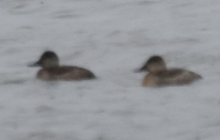 Ruddy Duck - ML646617810