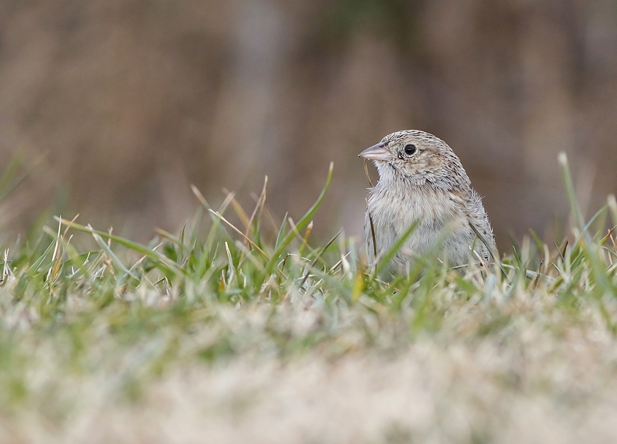 Чінголо очеретяний - ML646617811