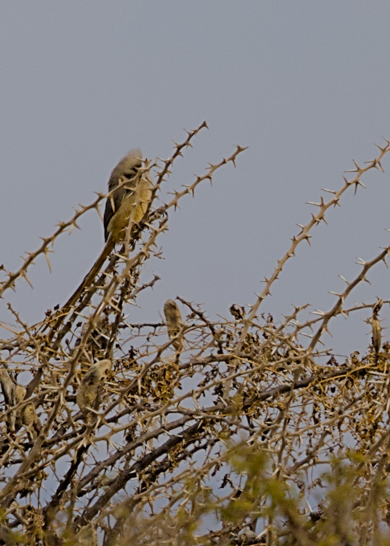 Pájaro Ratón Común - ML646617812