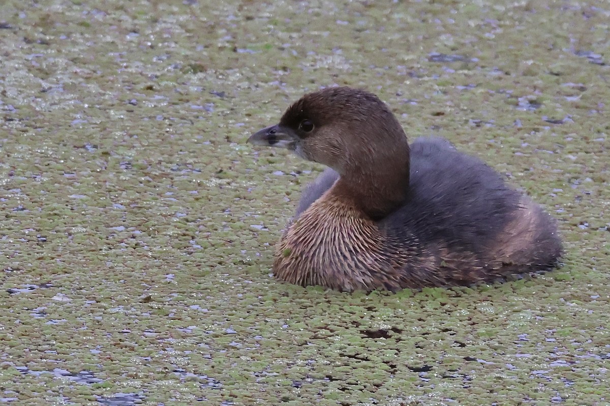Пестроклювая поганка - ML646617817