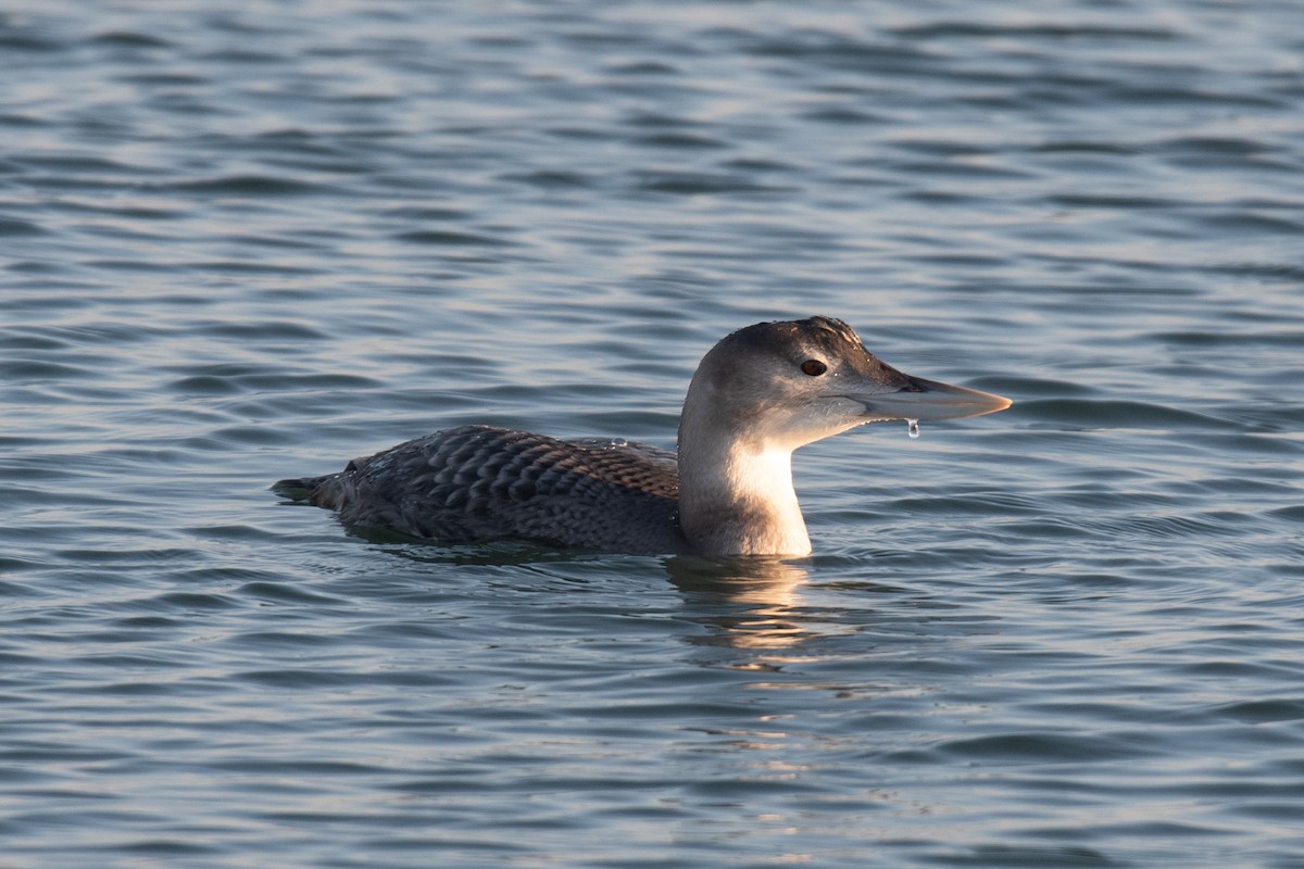 Gelbschnabeltaucher - ML646617818