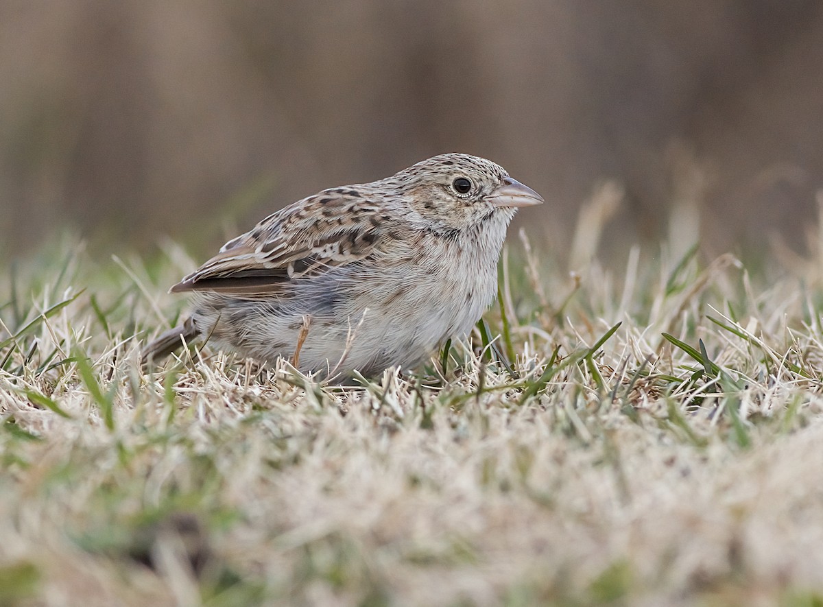 Chingolo de Cassin - ML646617819