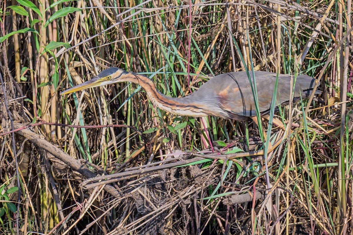 Purple Heron (Purple) - ML646617820