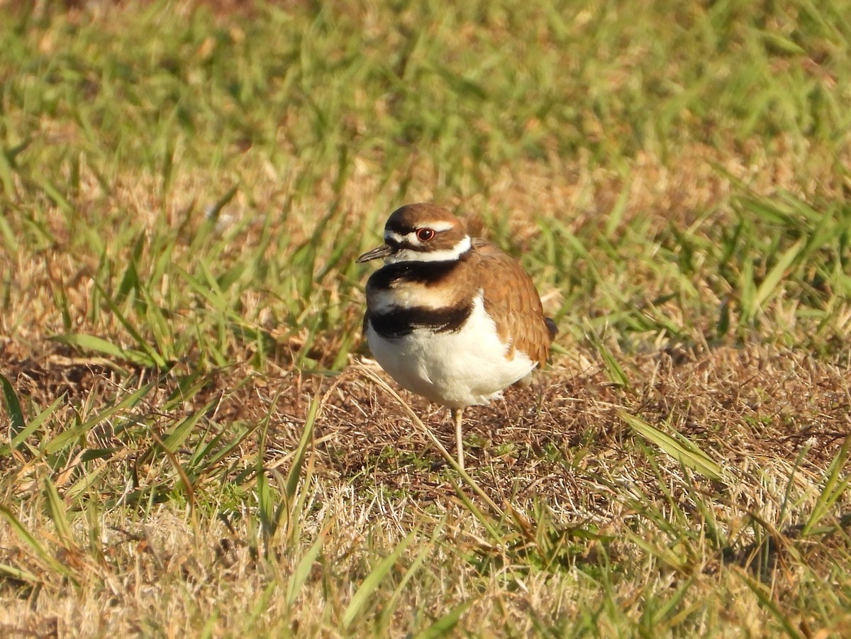 Chorlitejo Culirrojo - ML646617821
