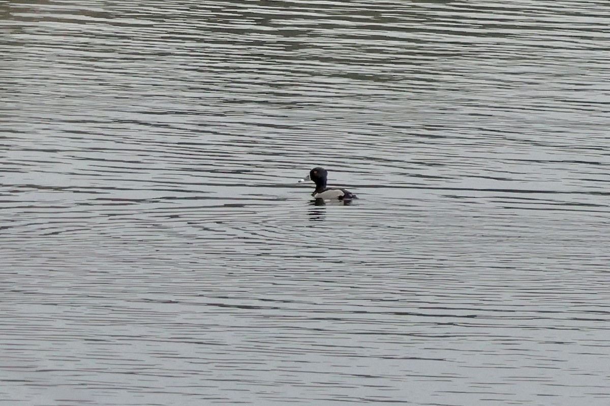 Кольчатая чернеть - ML646617822