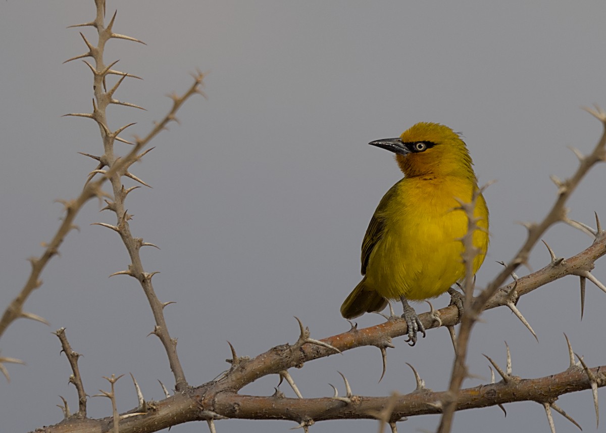 Tejedor de Anteojos (ocularis/suahelicus) - ML646617823