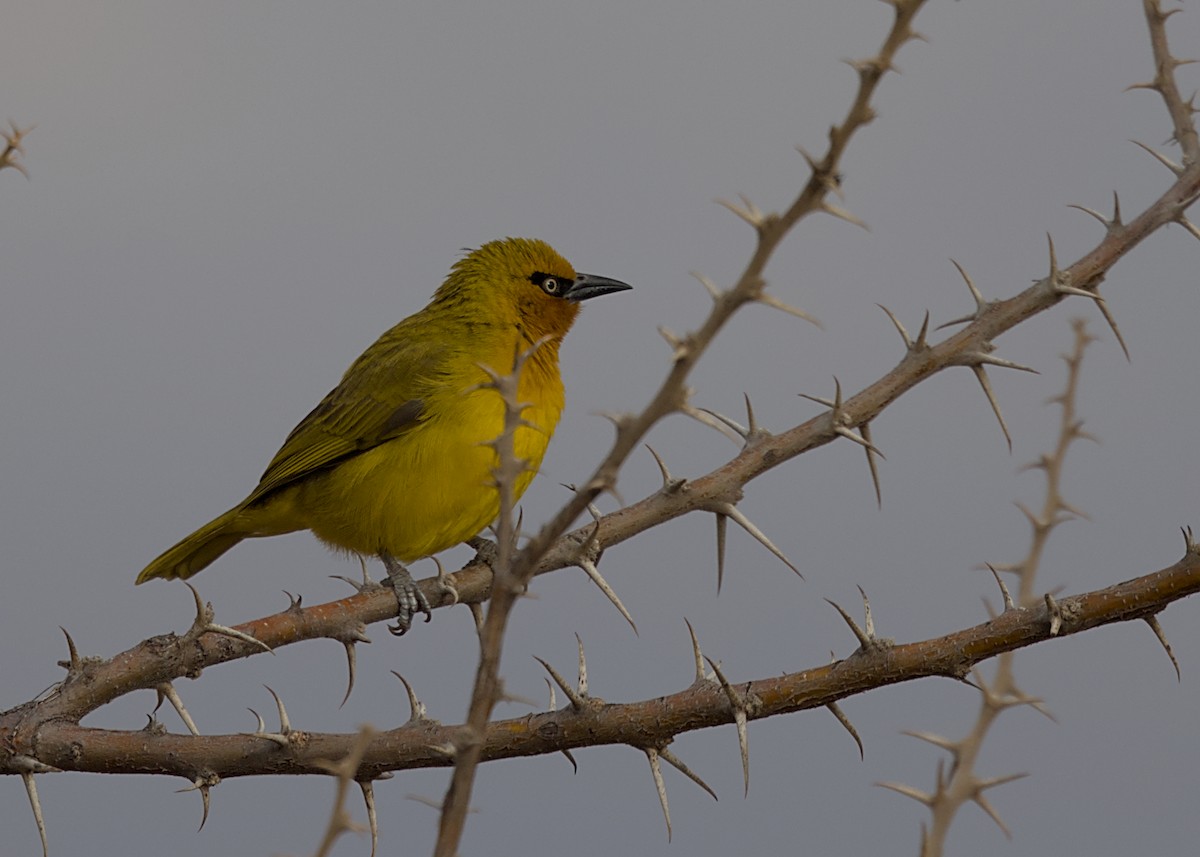 Tejedor de Anteojos (ocularis/suahelicus) - ML646617824