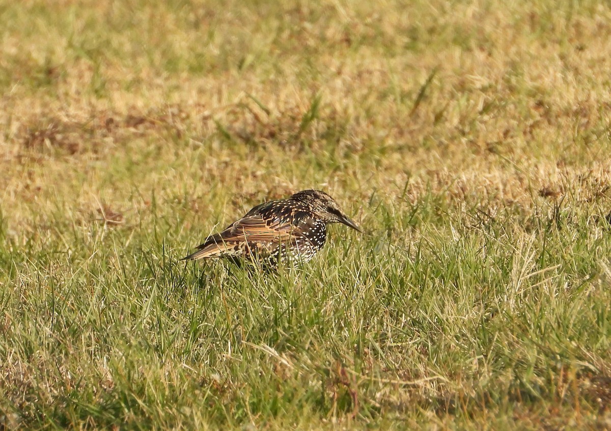 Estornino Pinto - ML646617825