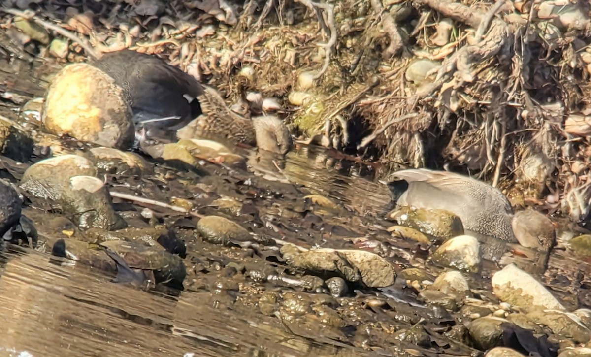 Gadwall - ML646617826