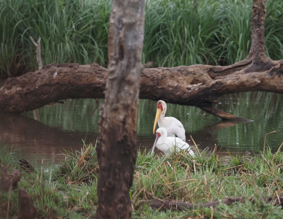 Espátula Africana - ML646617827