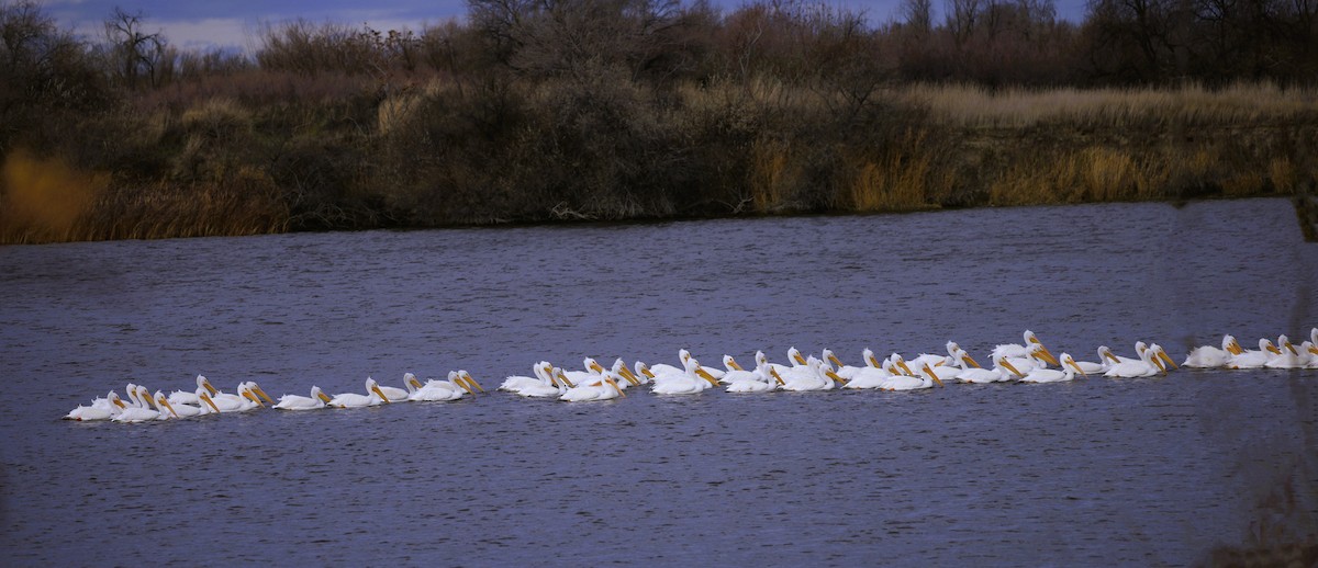Пеликан-носорог - ML646617828