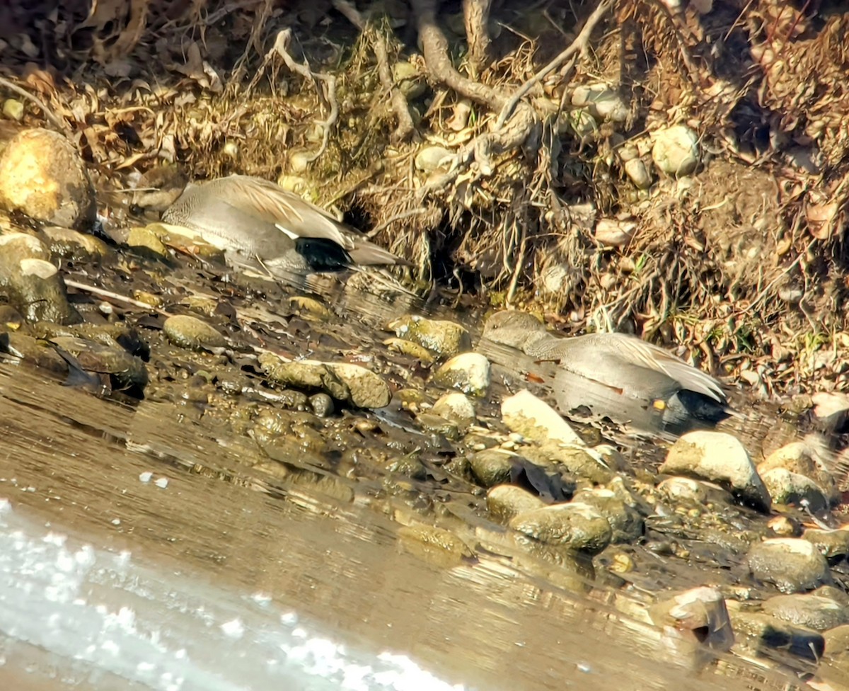 Gadwall - ML646617829