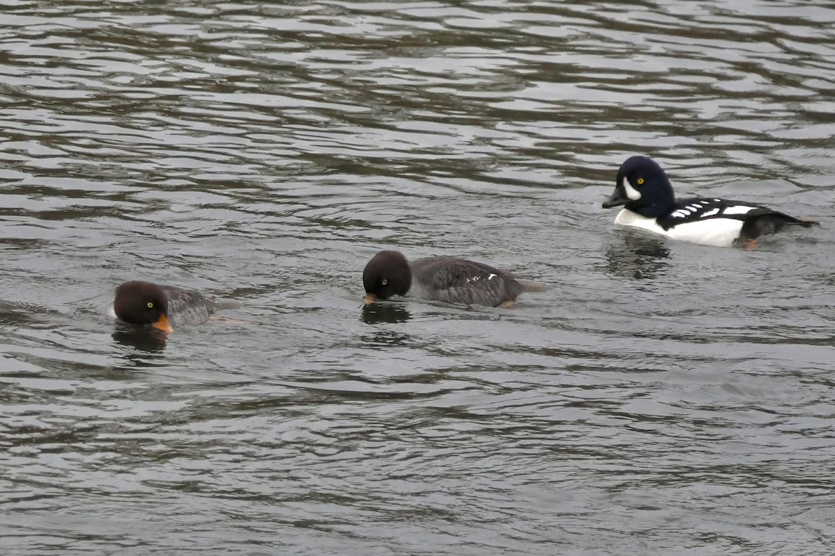 Исландский гоголь - ML646617831