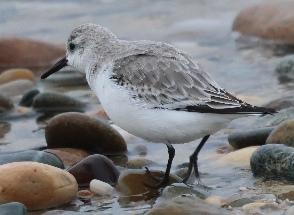Correlimos Tridáctilo - ML646617832