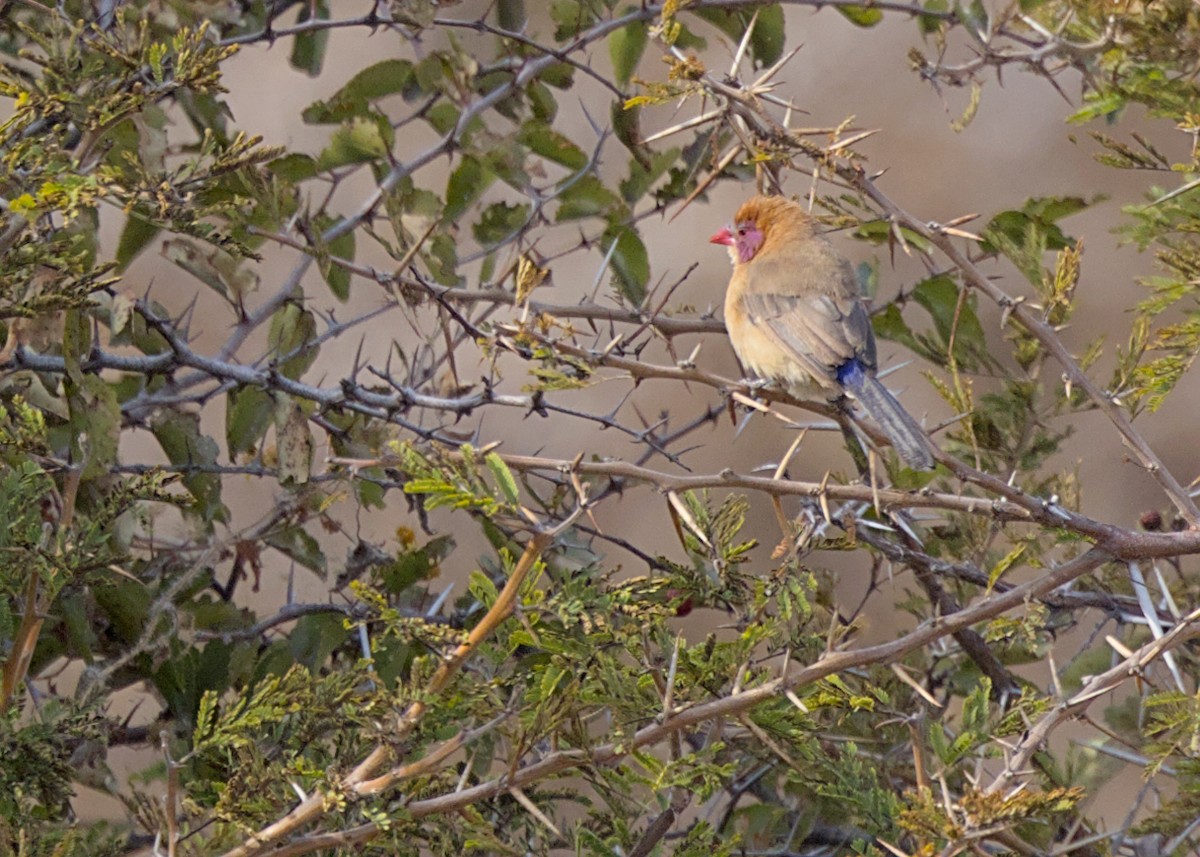 Granadero Meridional - ML646617833