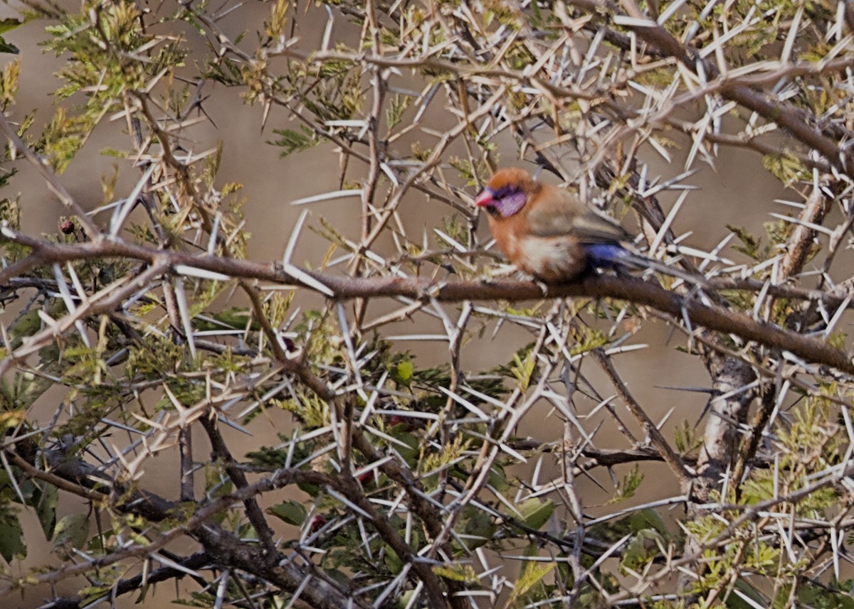 Granadero Meridional - ML646617834