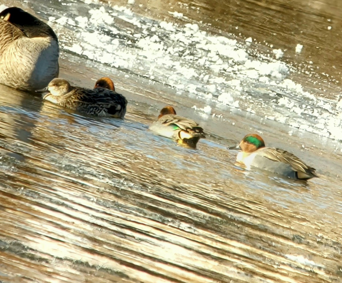Green-winged Teal - ML646617835