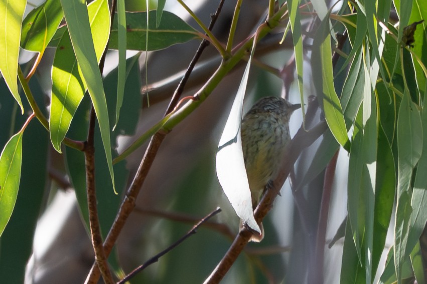 Acantiza Estriada - ML646617836