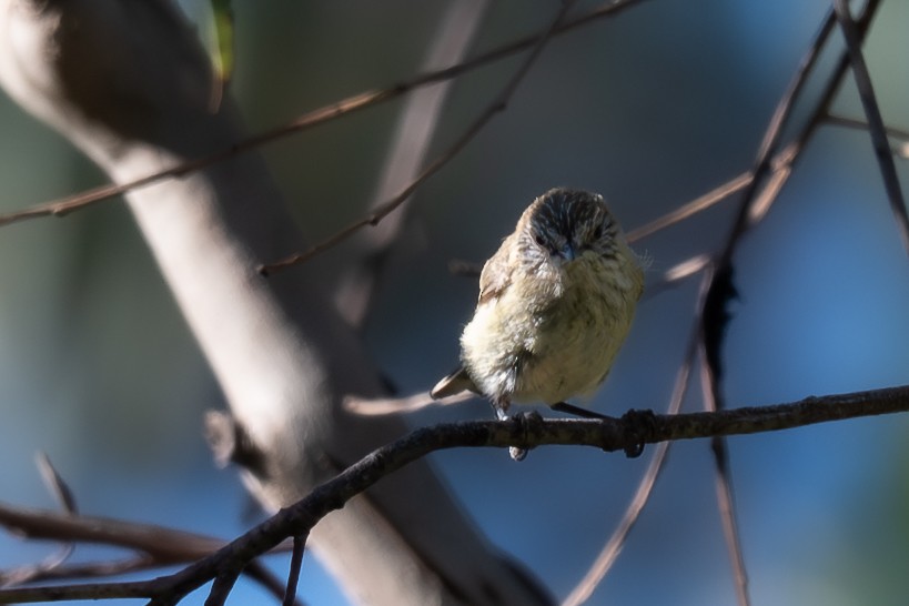 Acantiza Estriada - ML646617837