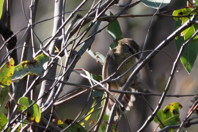 Acantiza Estriada - ML646617838