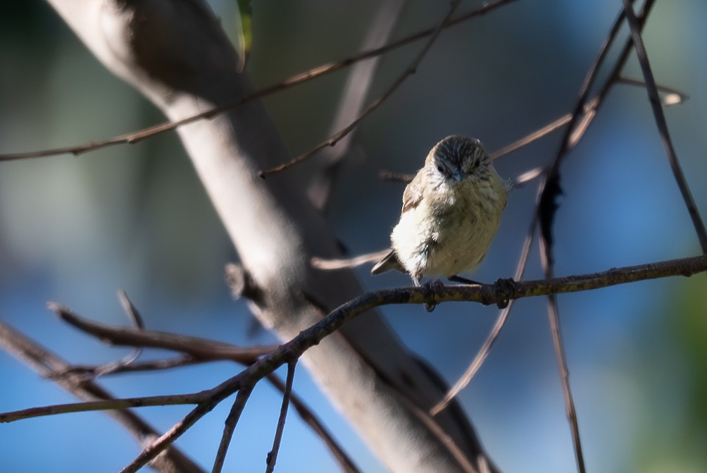 Acantiza Estriada - ML646617839