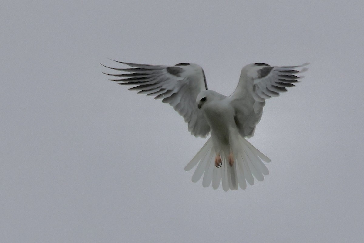 Белохвостый коршун - ML646617840