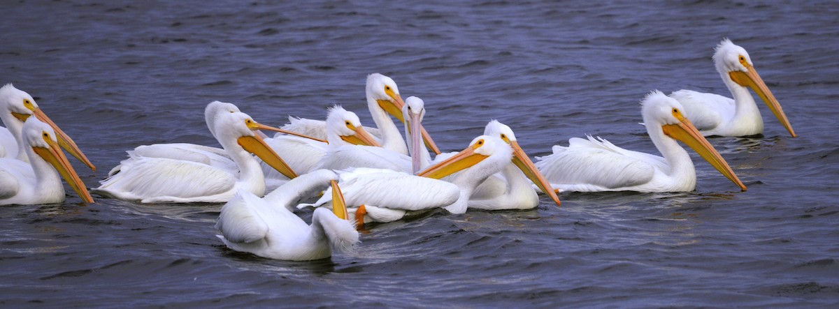 Пеликан-носорог - ML646617843