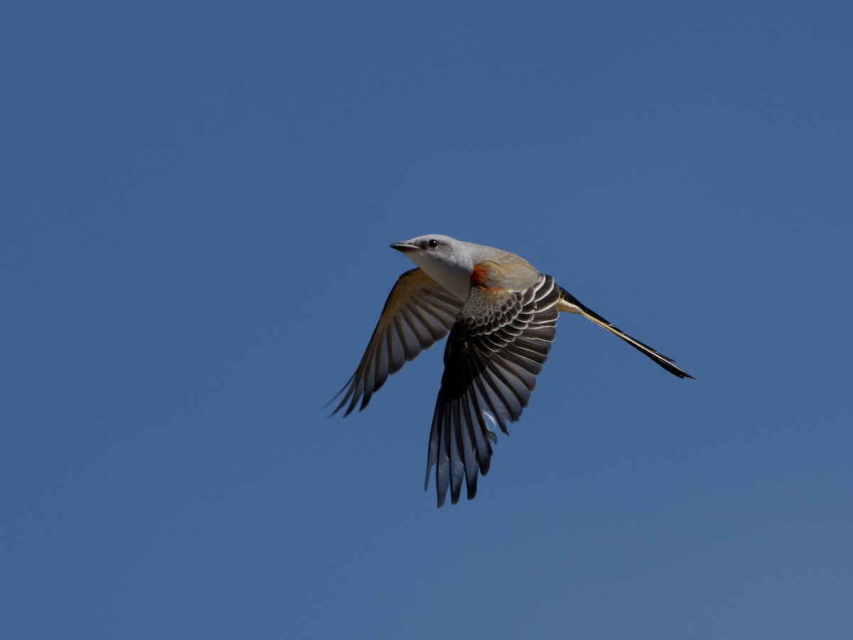 Scissor-tailed Flycatcher - ML646617846