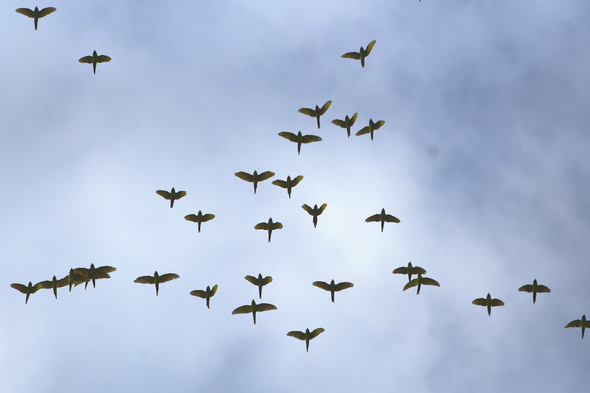 Aratinga de Guayaquil - ML646617847