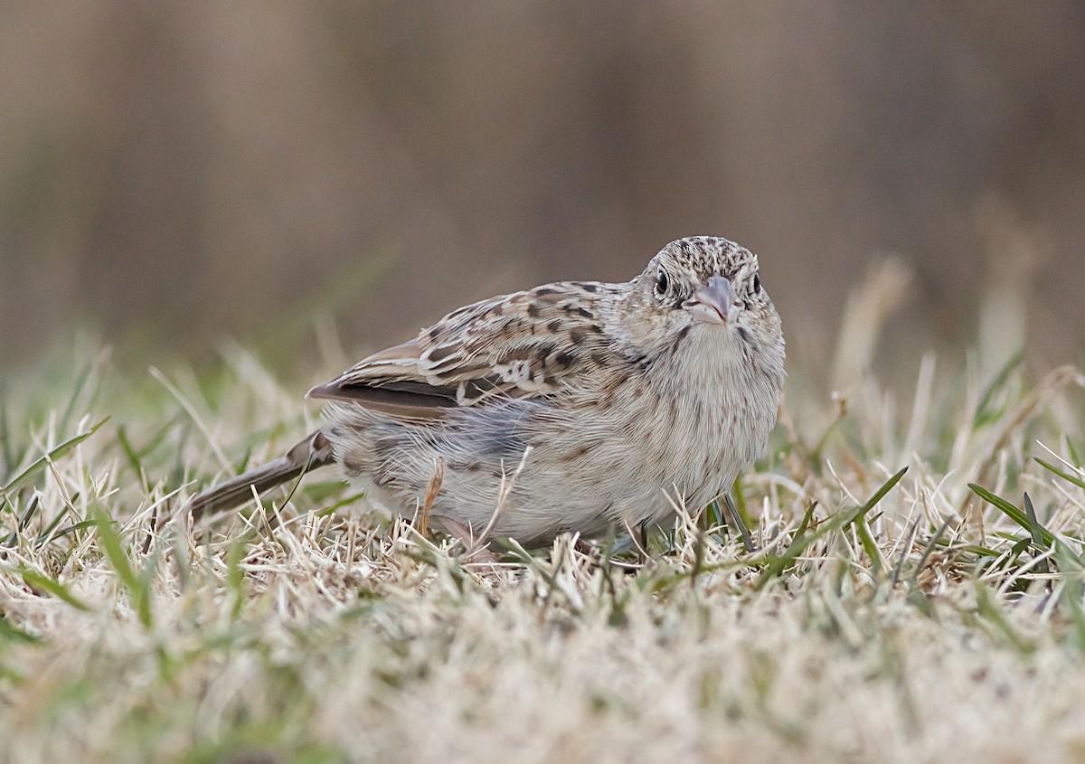Chingolo de Cassin - ML646617849