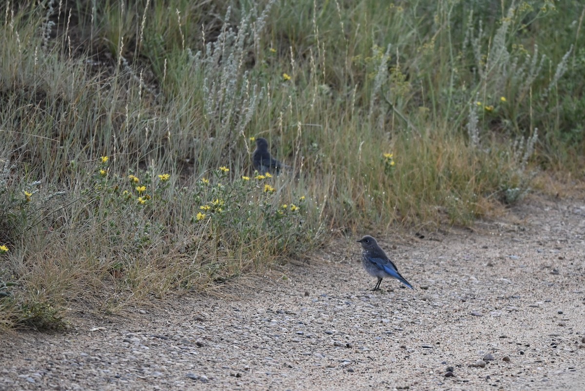 Azulejo Claro - ML646617850