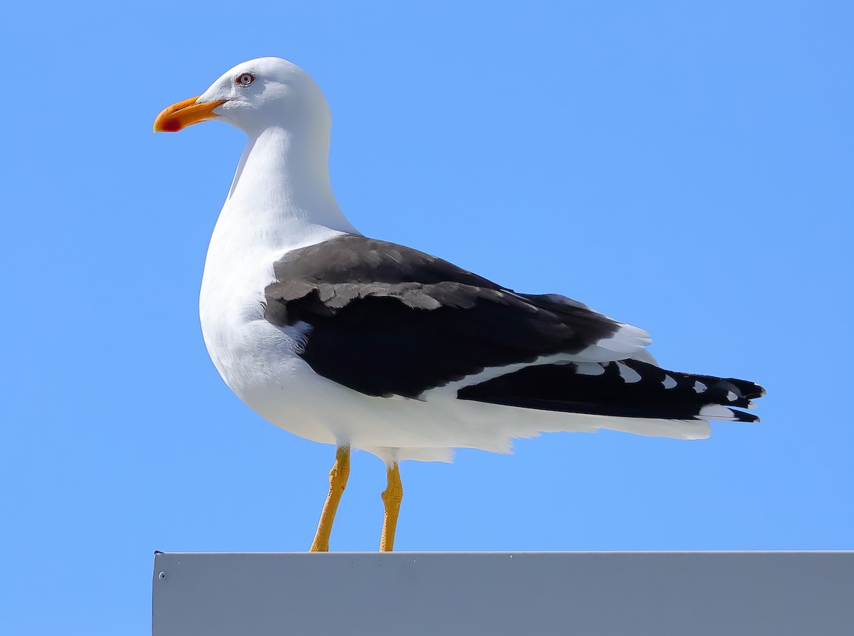 Kelp Gull (dominicanus) - ML646617851