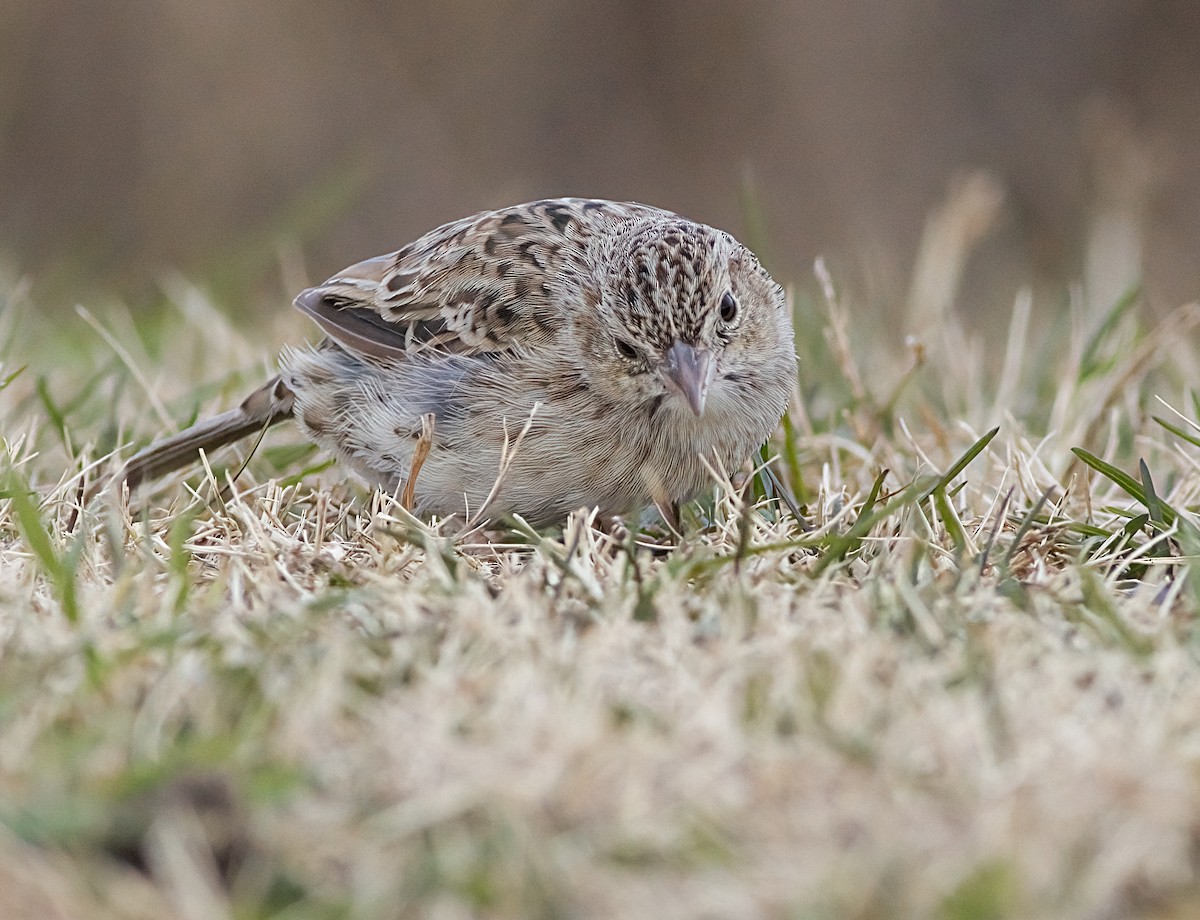 Chingolo de Cassin - ML646617852