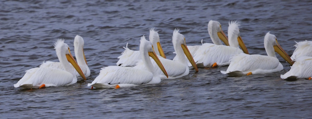 Пеликан-носорог - ML646617859