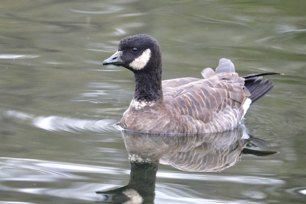 Малая канадская казарка - ML646617860