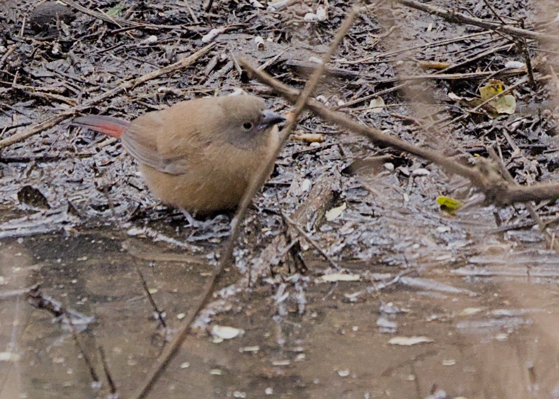 Amaranta Ocre - ML646617861