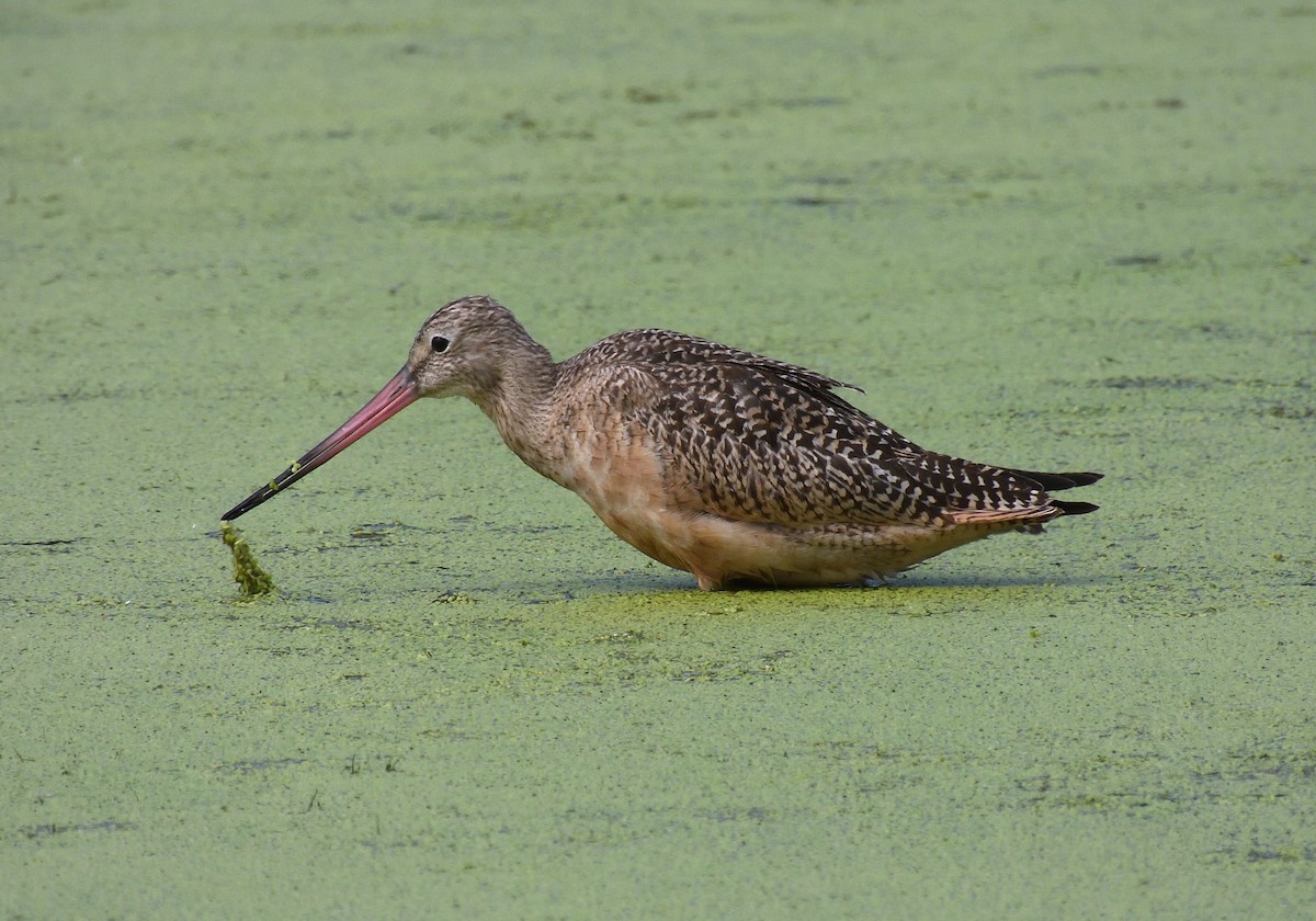 Aguja Canela - ML646617864