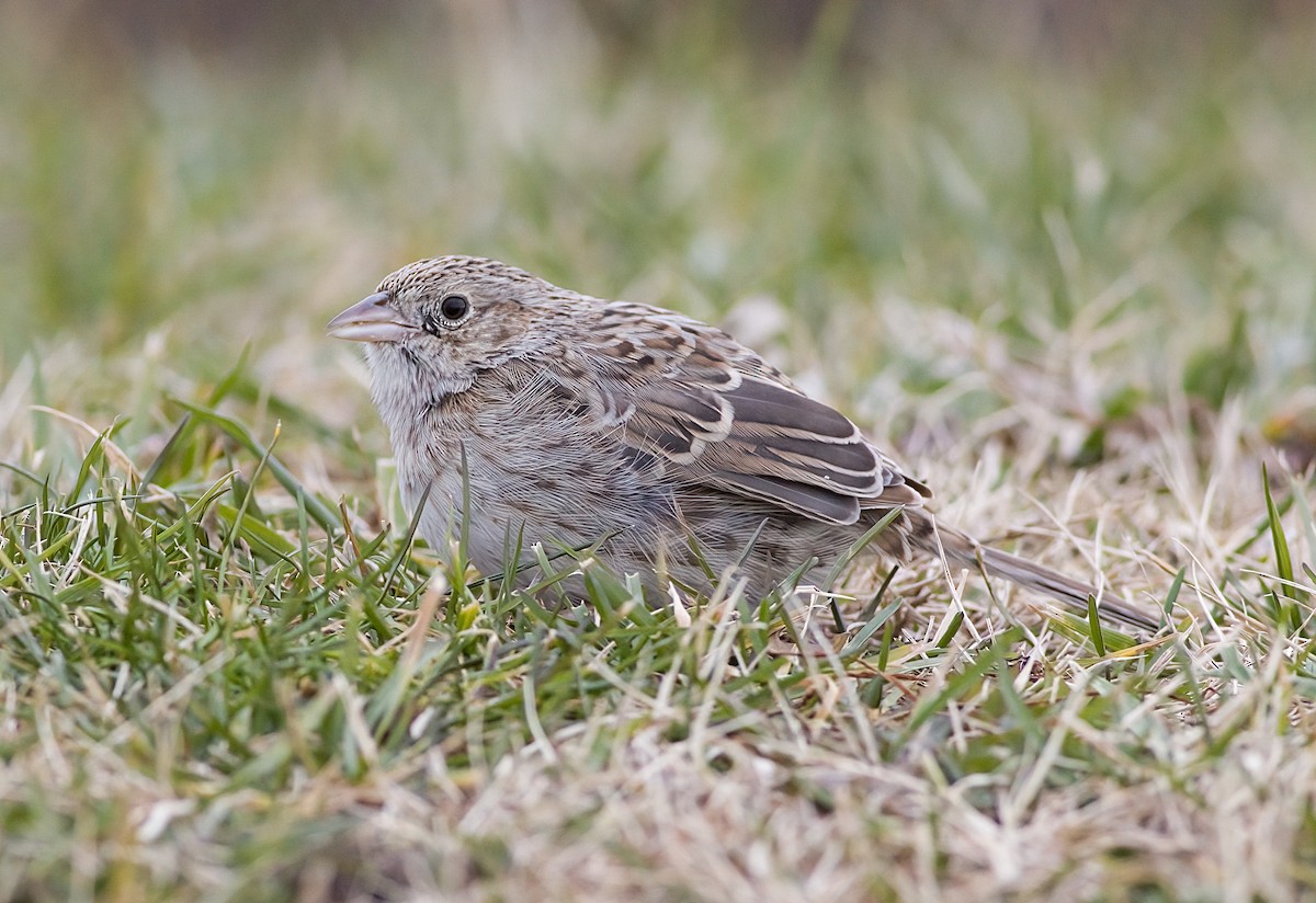 Чінголо очеретяний - ML646617865