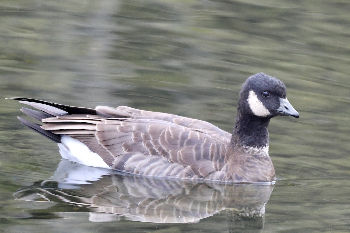 Малая канадская казарка - ML646617866