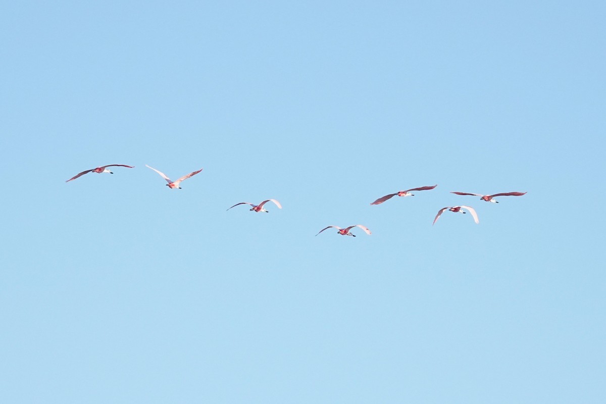 Roseate Spoonbill - ML646617867