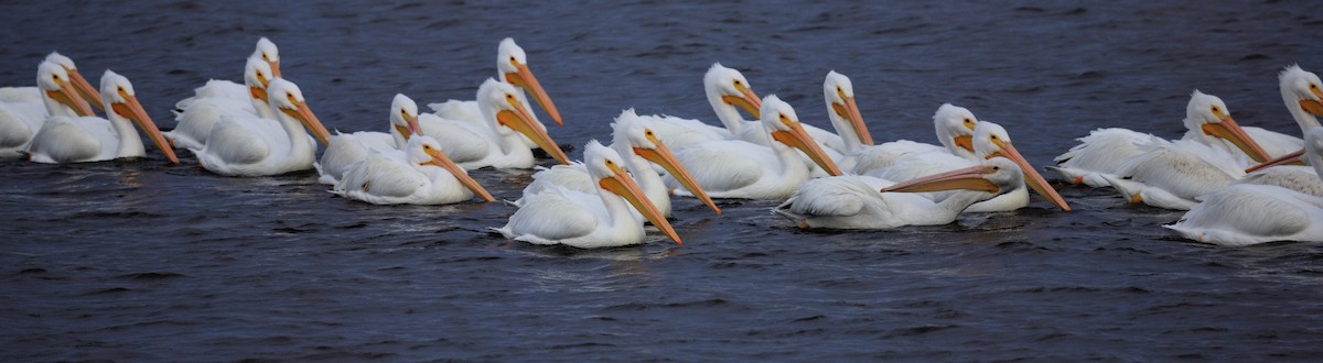 Пеликан-носорог - ML646617871