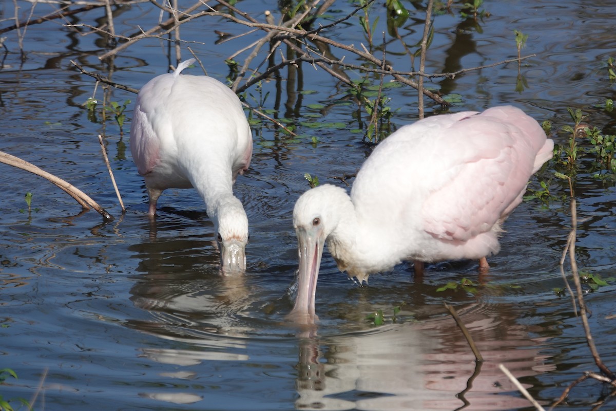 Roseate Spoonbill - ML646617872