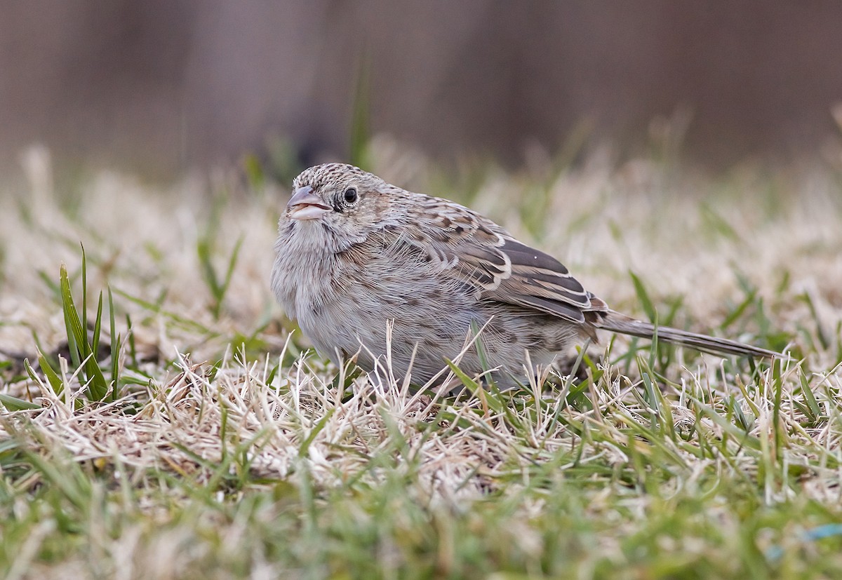 Чінголо очеретяний - ML646617873