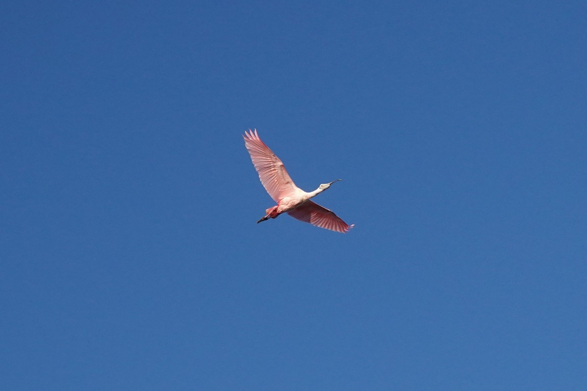 Roseate Spoonbill - ML646617874