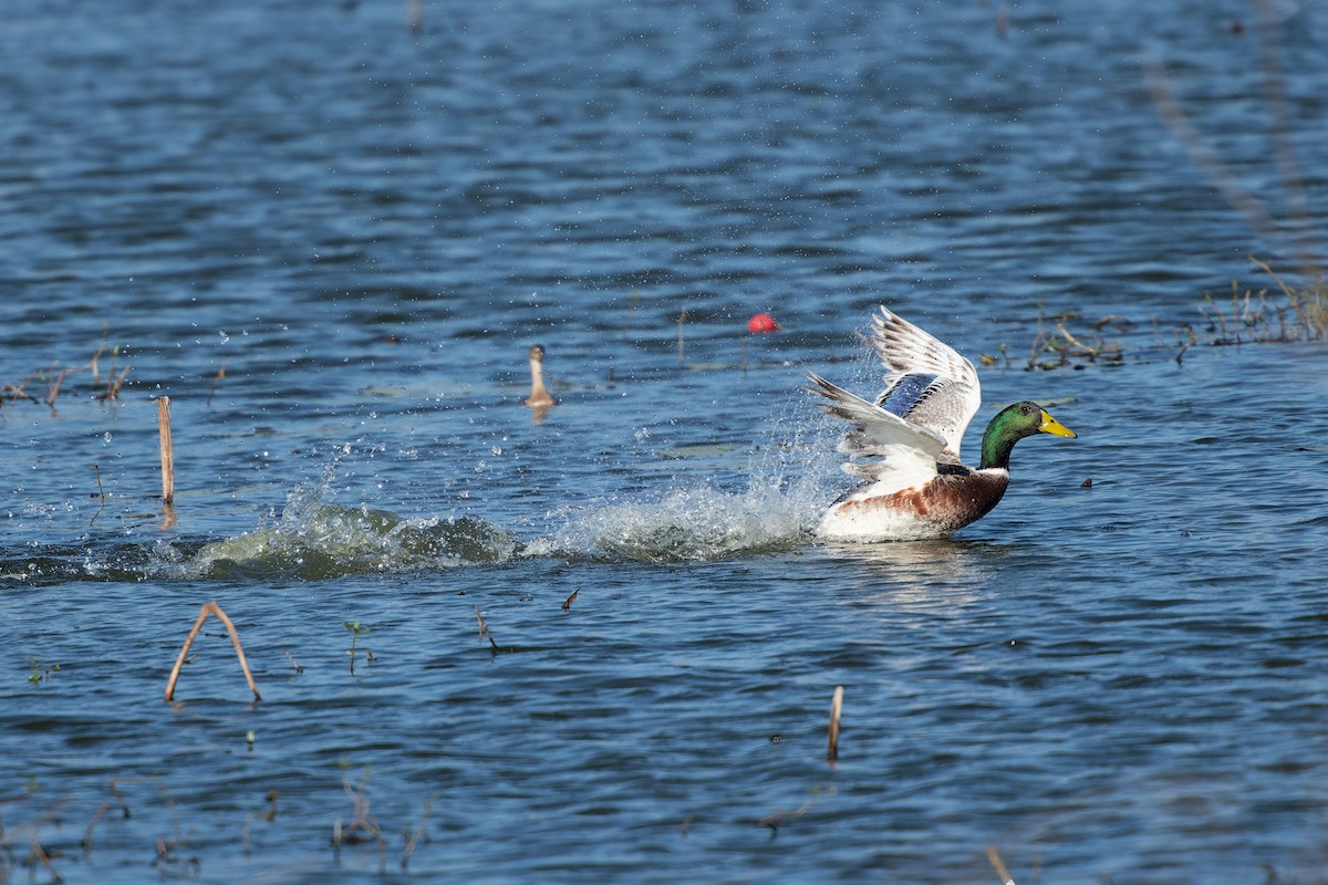 Anatra germanata - ML646617878