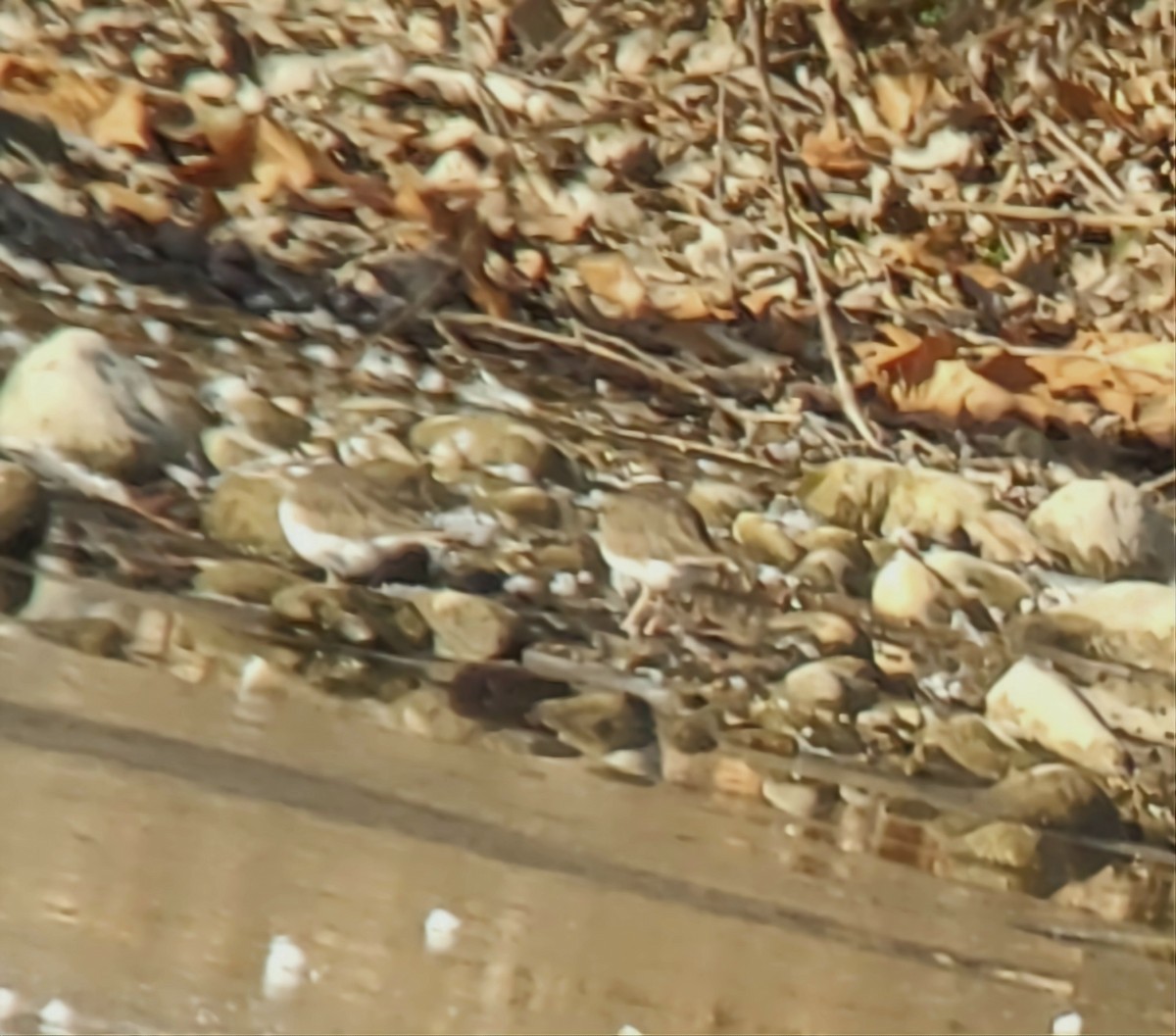 Killdeer - ML646617879