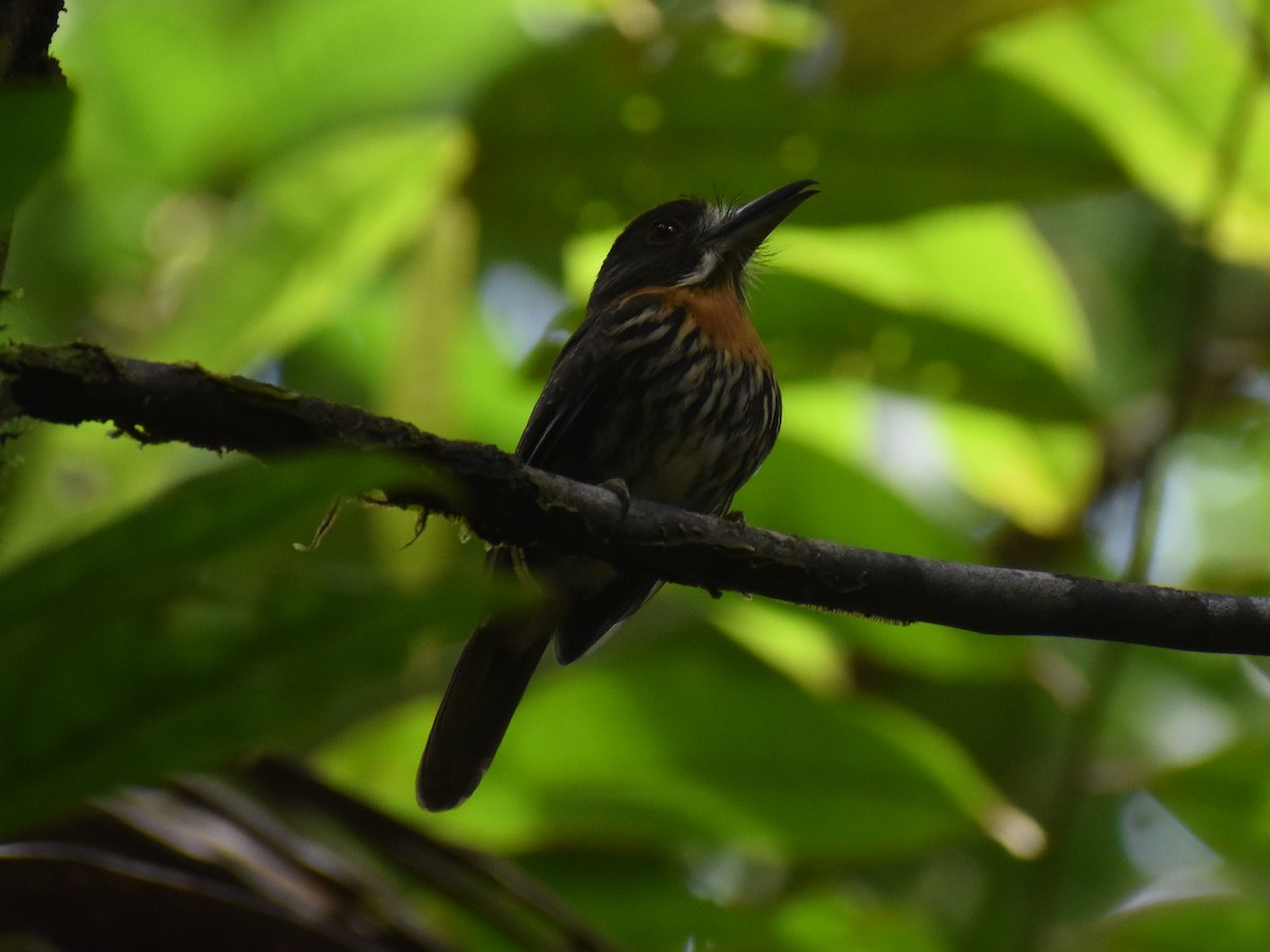 White-whiskered Puffbird - ML646617881