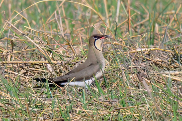 Collared Pratincole - ML646617882