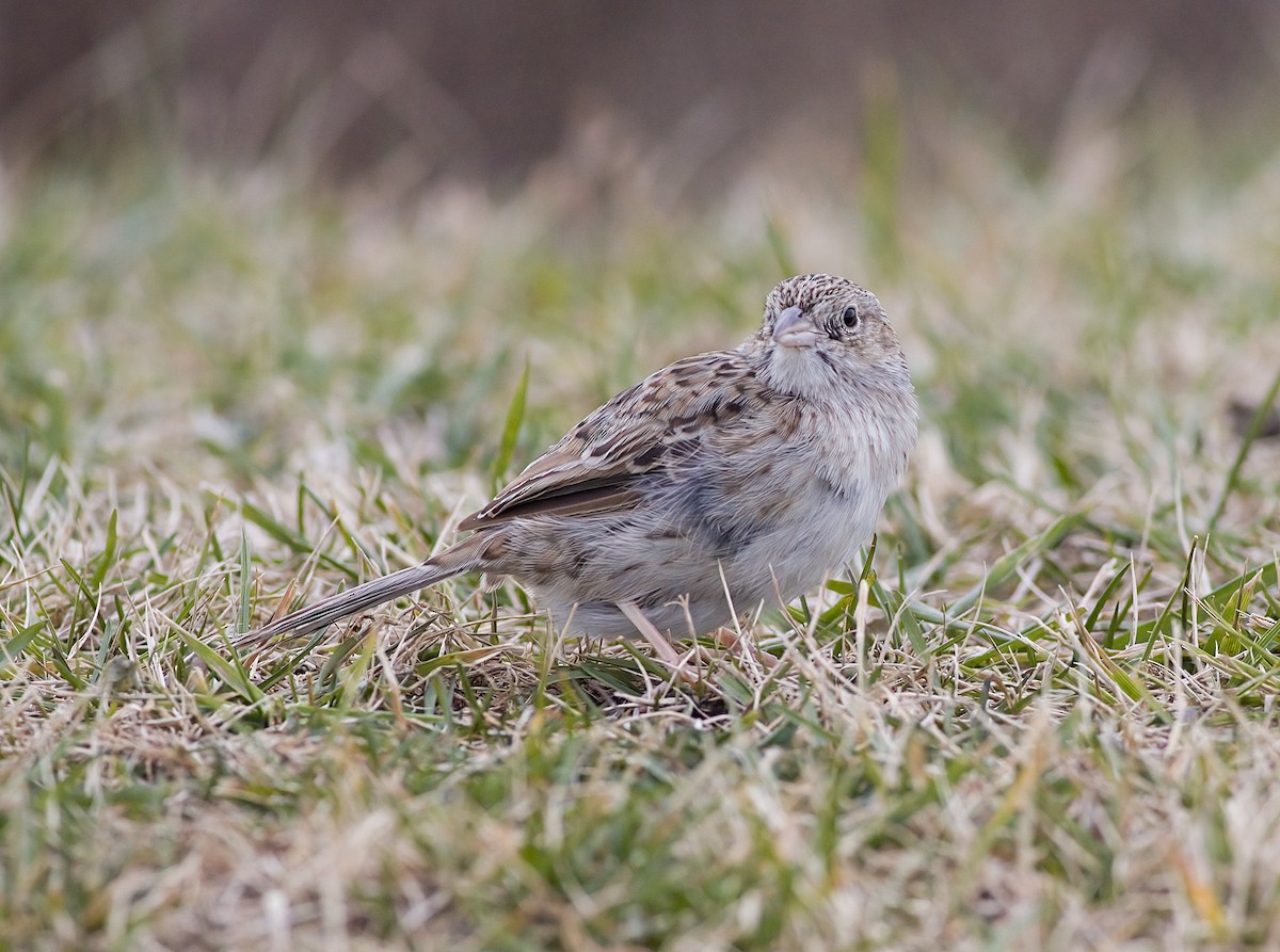 Чінголо очеретяний - ML646617883