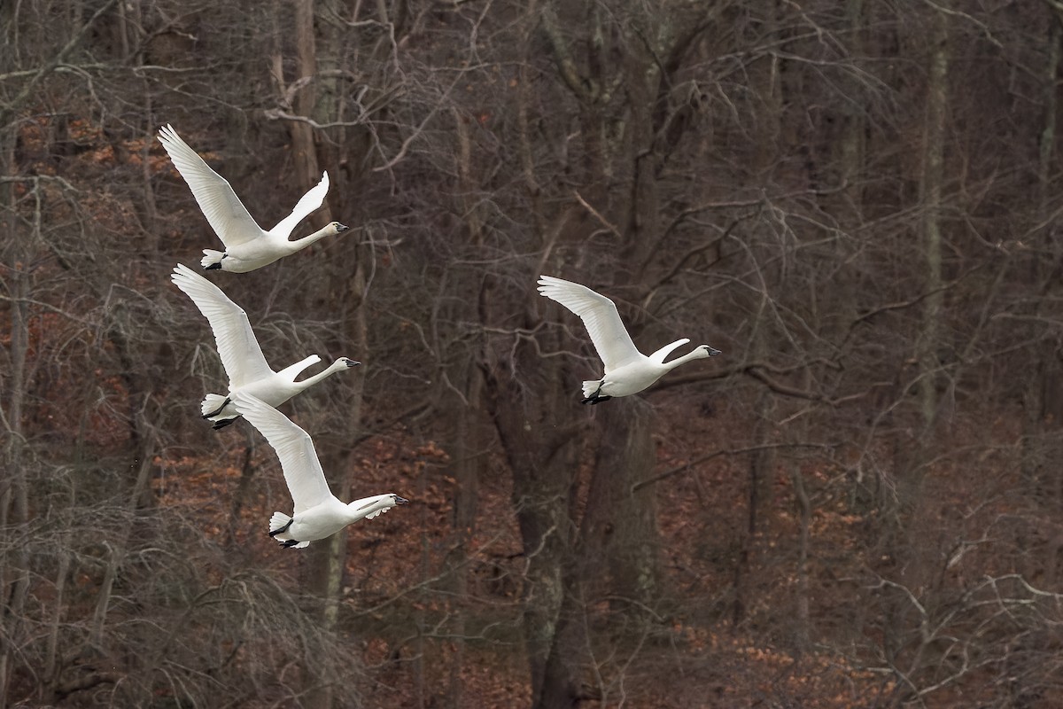Лебідь чорнодзьобий (підвид columbianus) - ML646617885